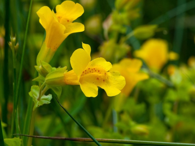 mimulus (1)