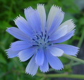 chicory