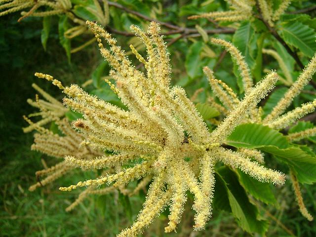 CastaneaSativaFlower