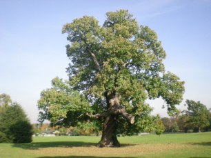 sweet_chestnut_tree_in_carshalton_park_-_geograph-org-uk_-_1534352