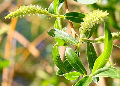 willow