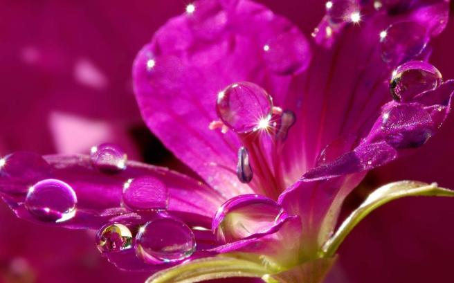 fiore-water_drops_on_a_pink_flower-1536502
