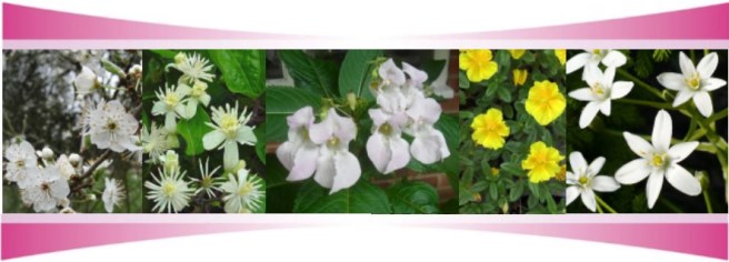 Immagine_rescue_5fiori