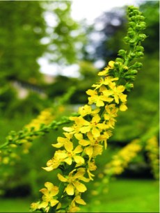 Agrimony2.jpg