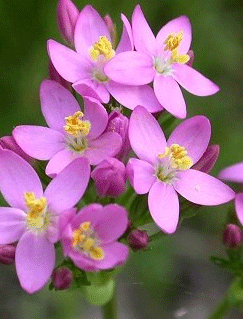 Centaury