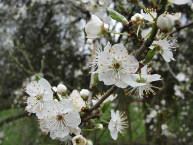 cherry-plum-flower