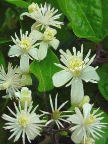 clematis_vitalba_dettaglio