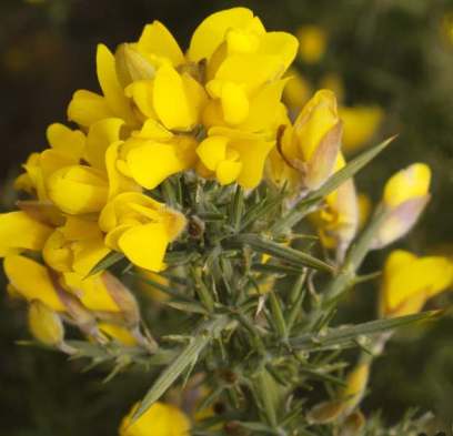 gorse