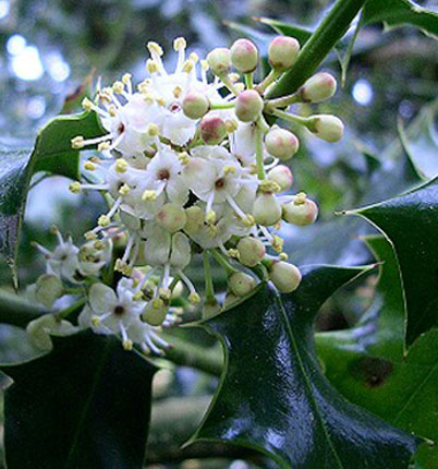 holly.jpg