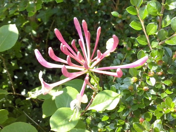 HONEYSUCKLE - Copia.jpg