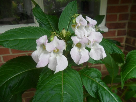 IMPATIENS