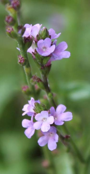 vervain.jpg