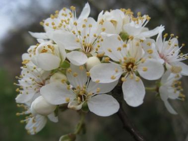 cherry-plum-blossom.jpg
