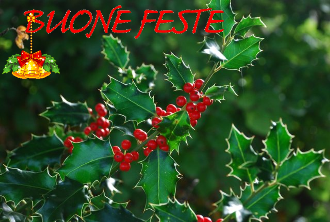agrifoglio_buone_feste.png